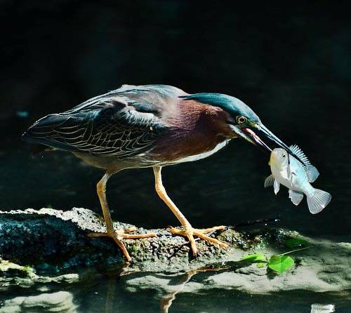 Green Heron , ButoridesVirescens by cptkirk62 is licensed under CC BY-ND 2.0.